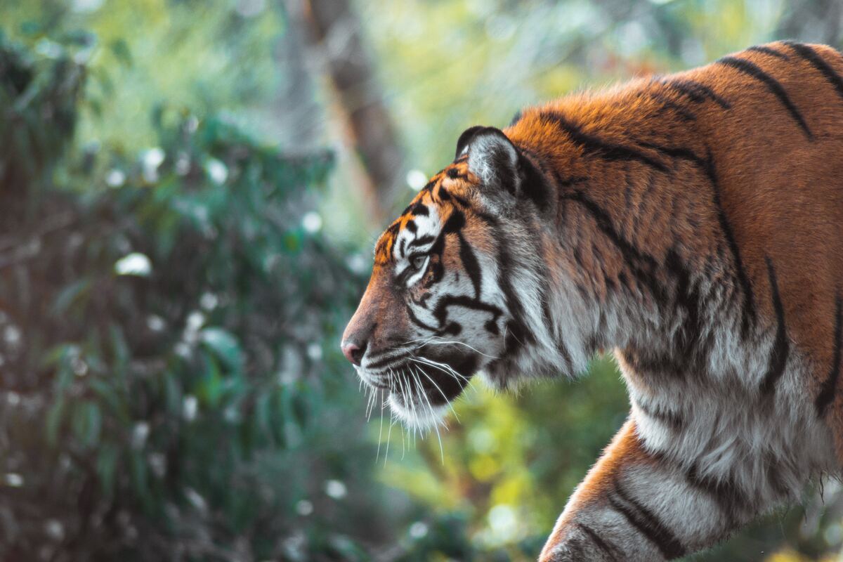 В Хабаровском крае хотят разводить кабанов для спасения тигров