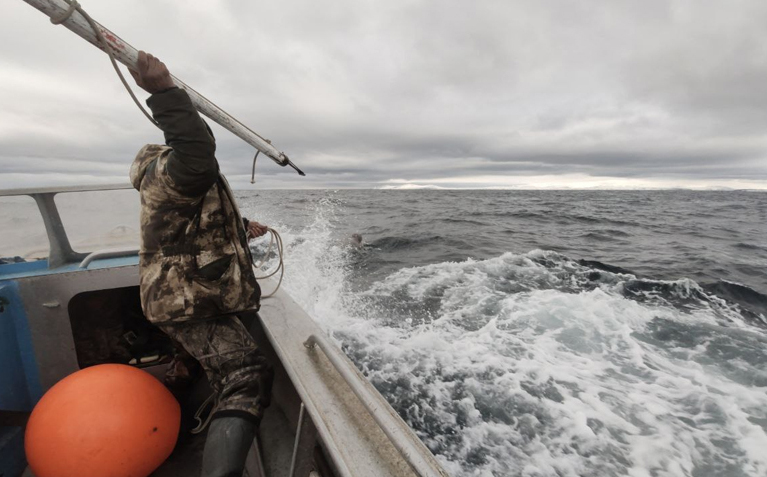 Более 90% разрешенных квот на кита освоили морские охотники Чукотки