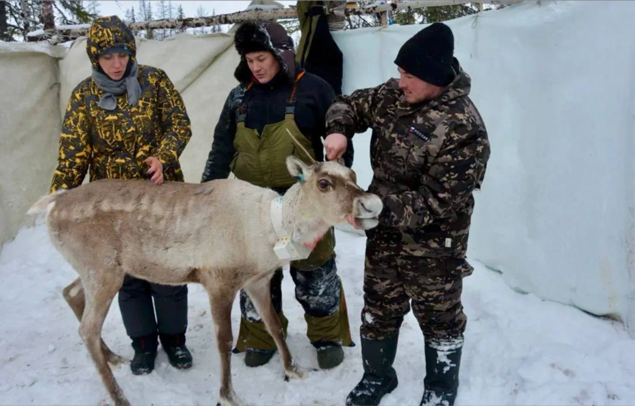 Ямальские ученые обнаружили исчезнувшую популяцию северного оленя