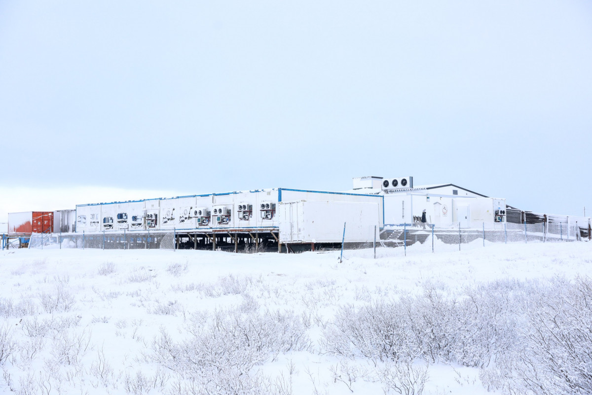 В Ненецком АО убойная кампания проходит в шести оленеводческих хозяйствах