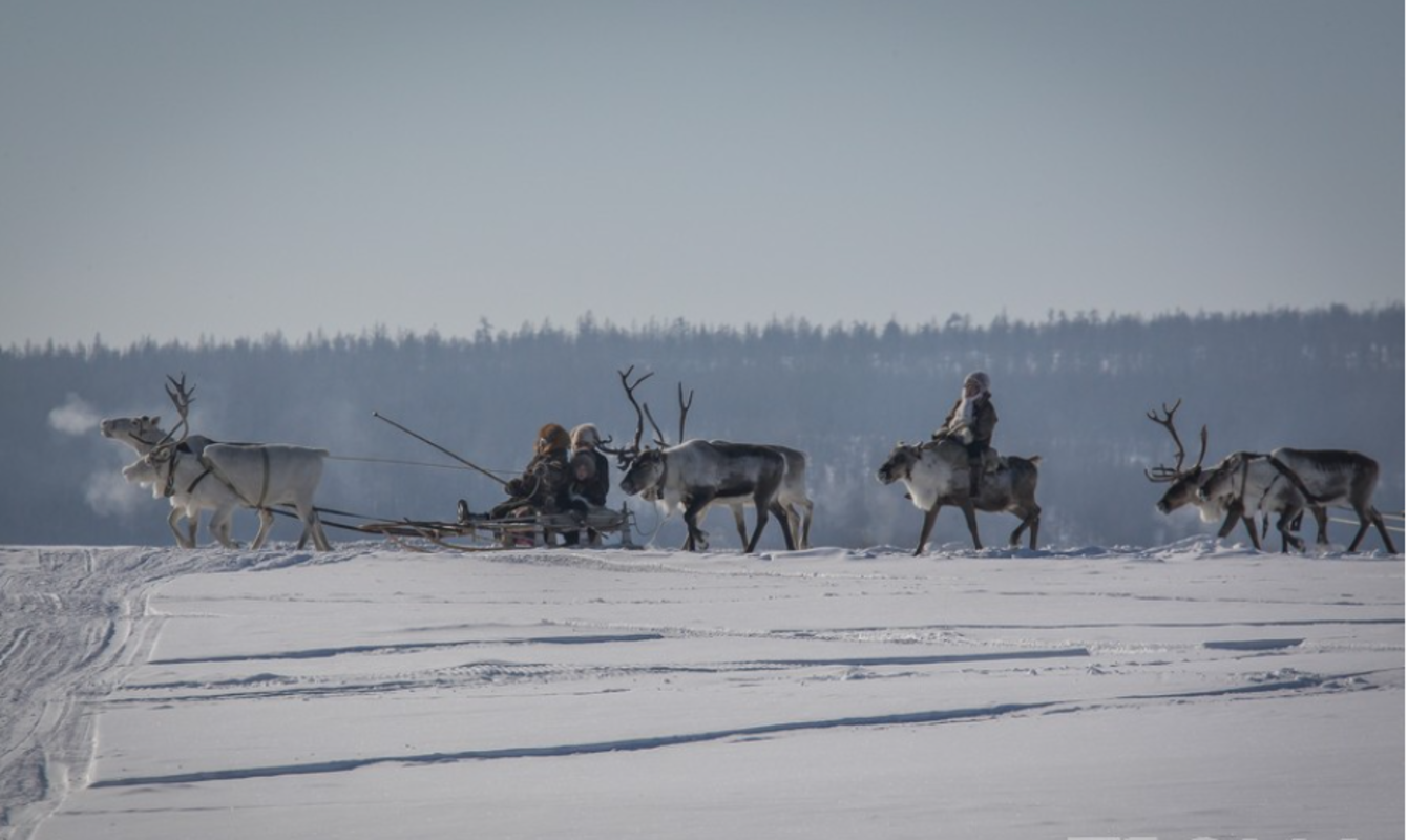 Якутия вошла в тройку лидеров по численности поголовья оленей