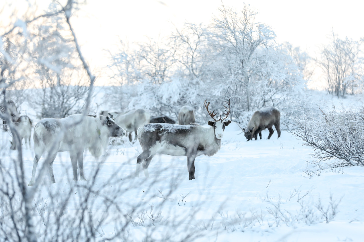 В НАО стая волков напала на оленей на территории Канинского сельсовета