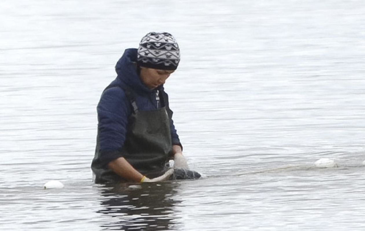 Коренные жители Чукотки добыли в 2023 году свыше 550 тонн рыбы