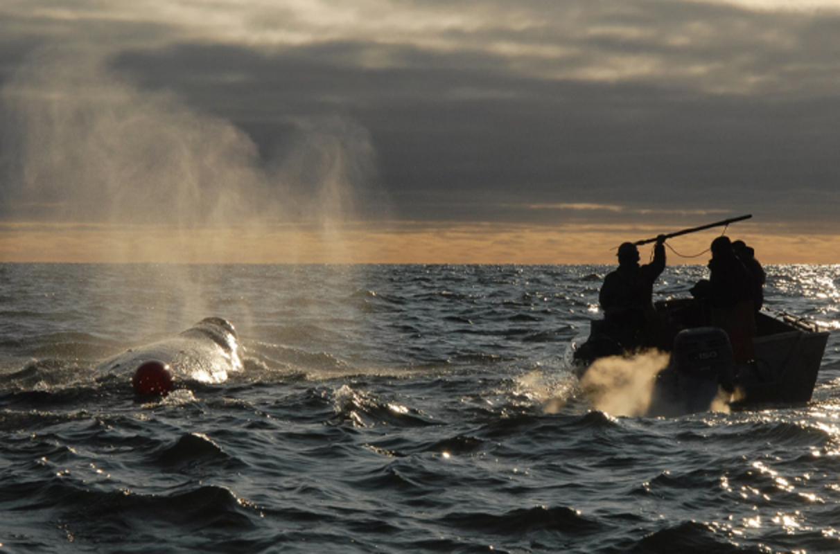 Подведены итоги: лоринские китобои стали лучшими на Чукотке
