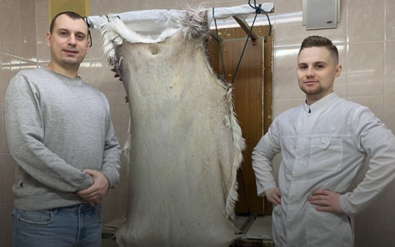 Ученые создали биоматериал для заживления ран из шкуры северного оленя