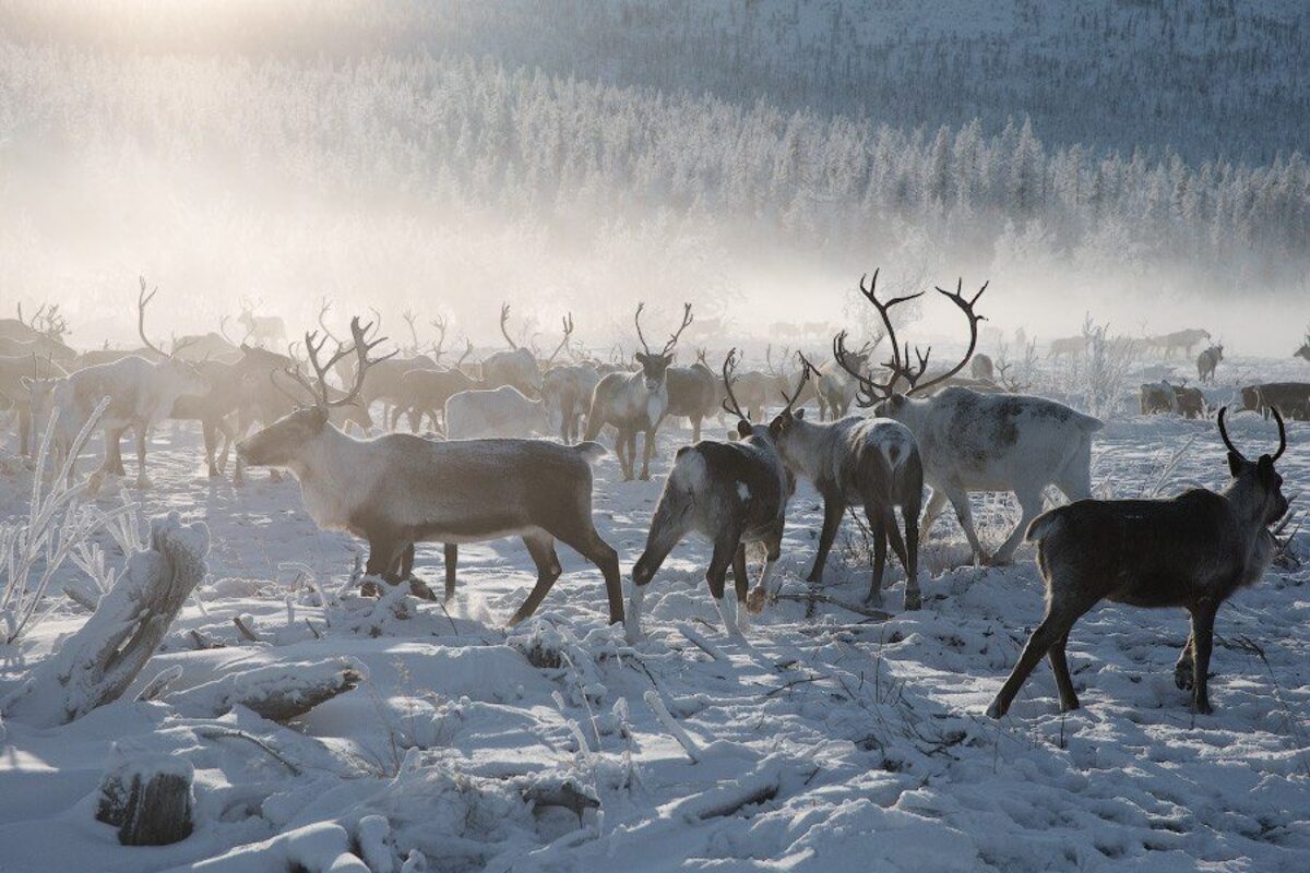 Какова ситуация в традиционных отраслях Севера Якутии?