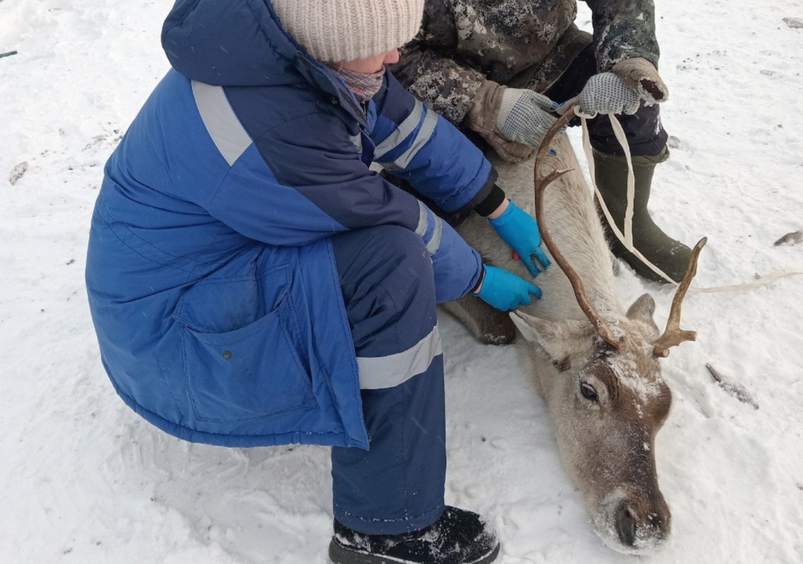 В Сургутском районе проходит чипирование и вакцинация оленей