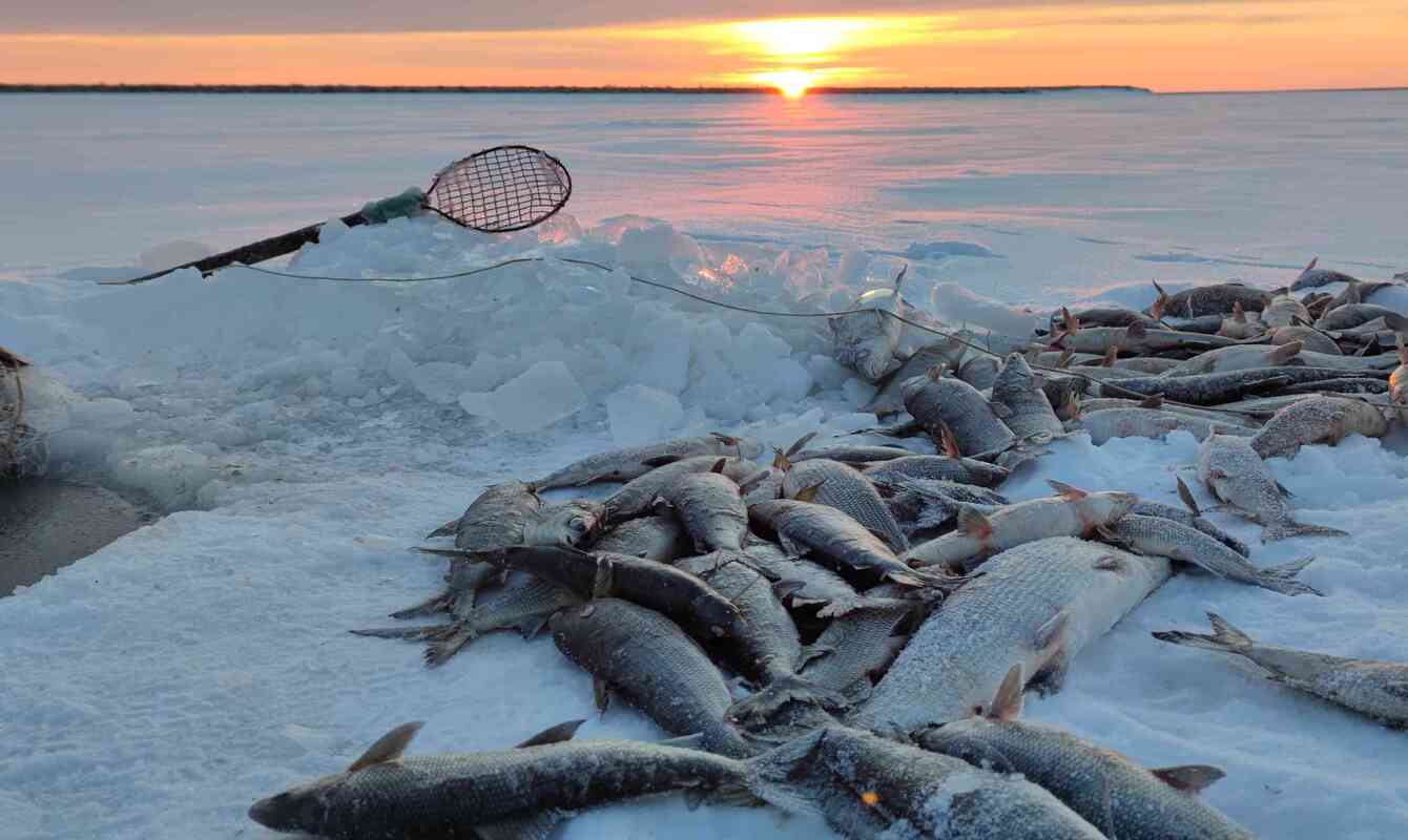 Приняты изменения в ФЗ «О рыболовстве и сохранении водных биоресурсов»