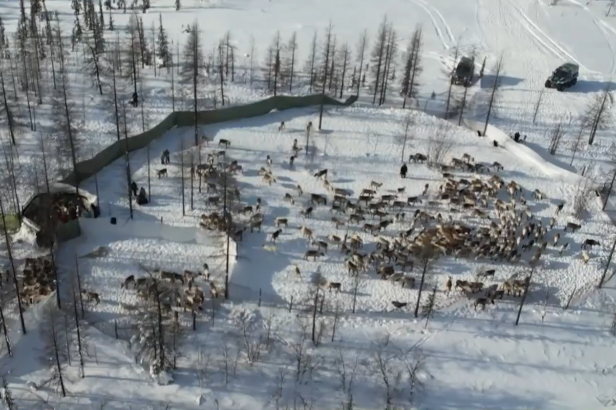 Более 42 тысяч оленей вакцинировали на Ямале с начала весенней кампании
