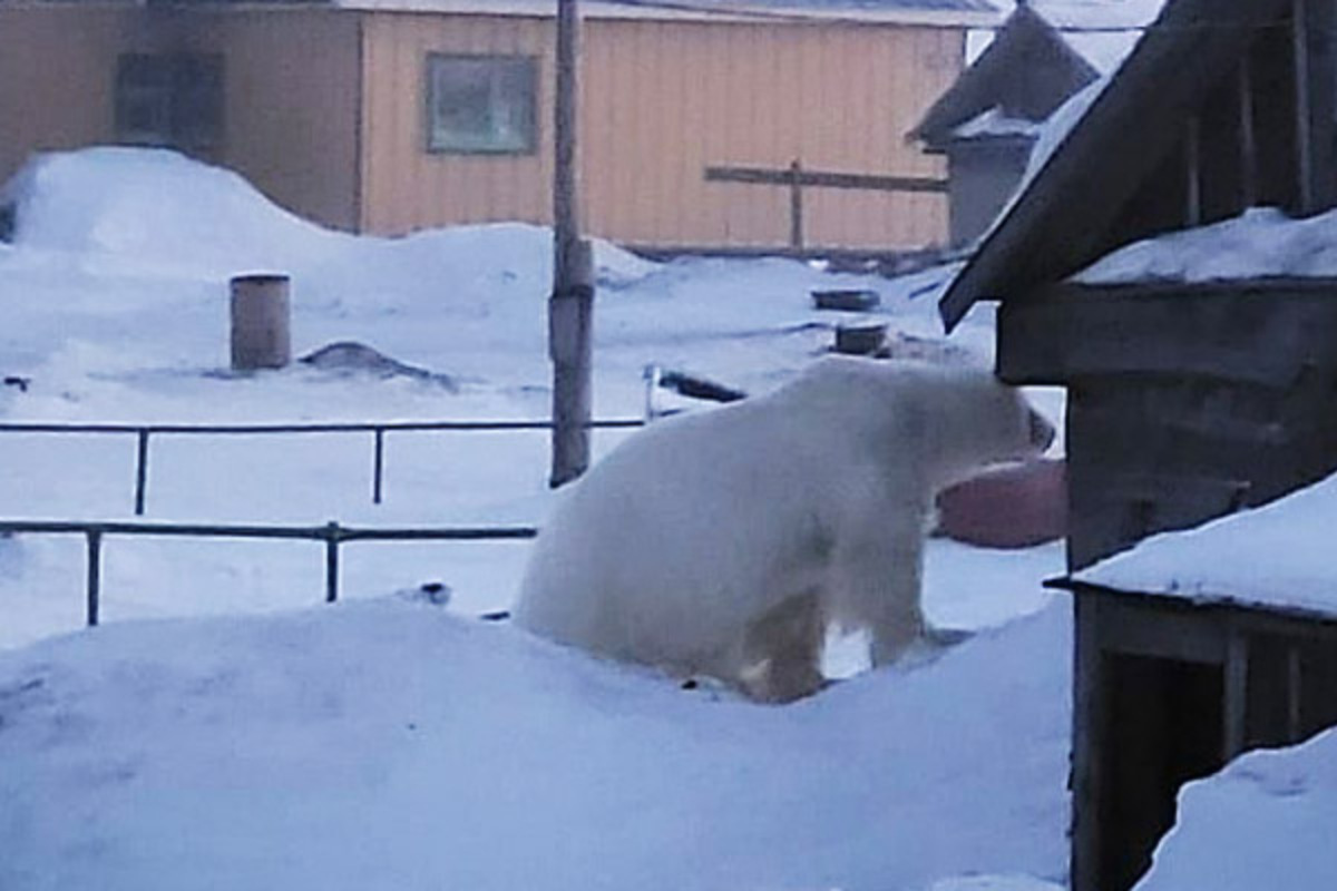 Упитанный белый медведь прогулялся по селу Нешкан на Чукотке