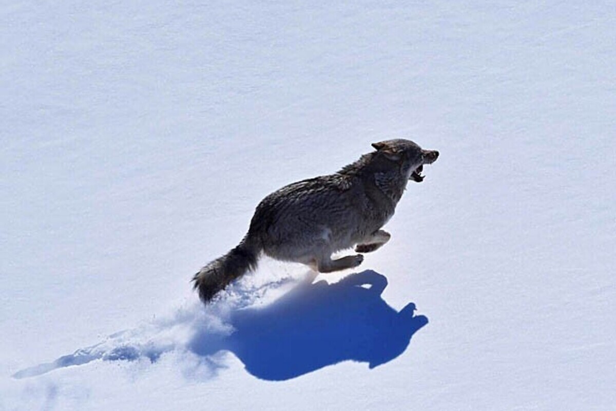 На Чукотке разрешат отстрел волков с воздуха, чтобы сохранить оленьи стада