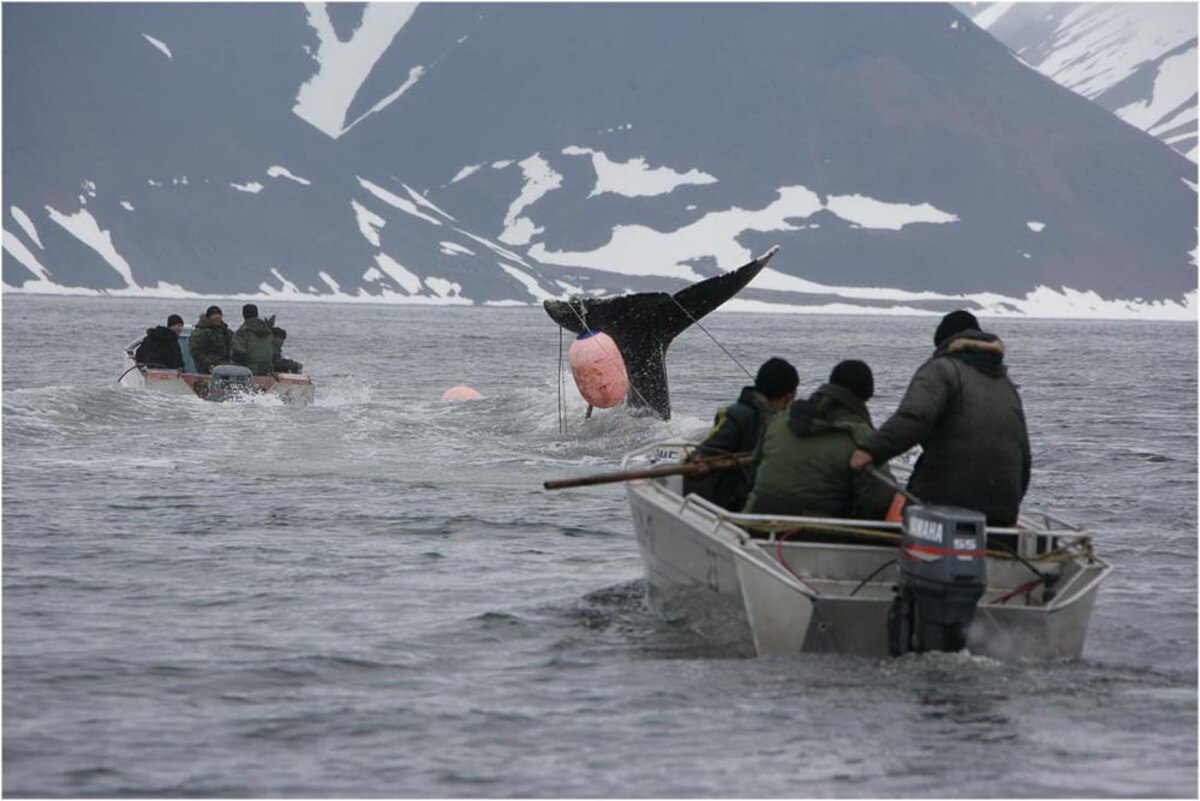 Две трети добычи китов в округе придётся на Чукотский район