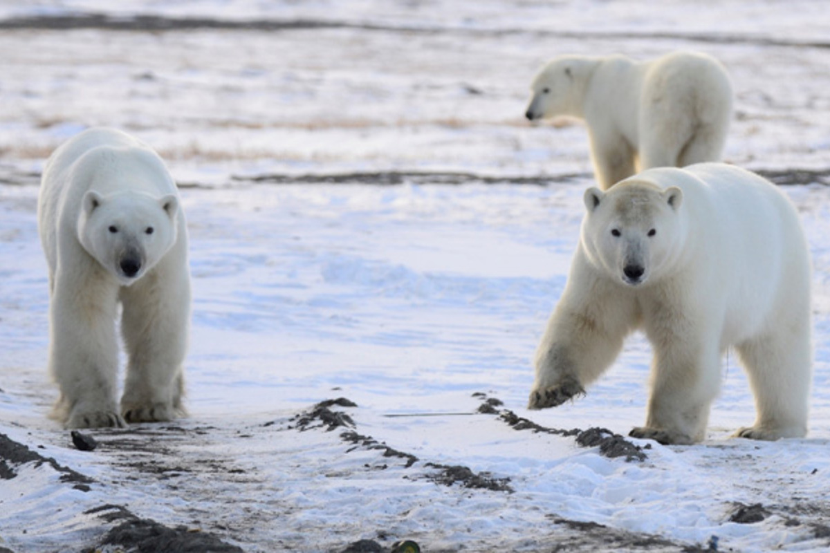 Два десятка берлог обнаружили в «роддоме» белых медведей на Чукотке