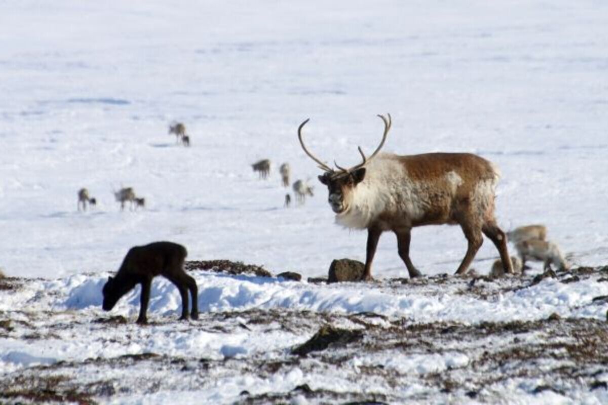Первый олененок: отёл домашних северных оленей начался на Чукотке