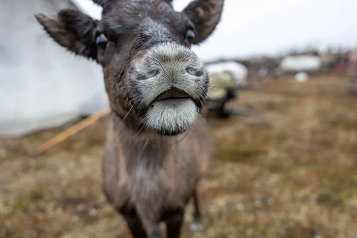 Подснежник: первый олененок родился в 2024 году в Тазовской тундре