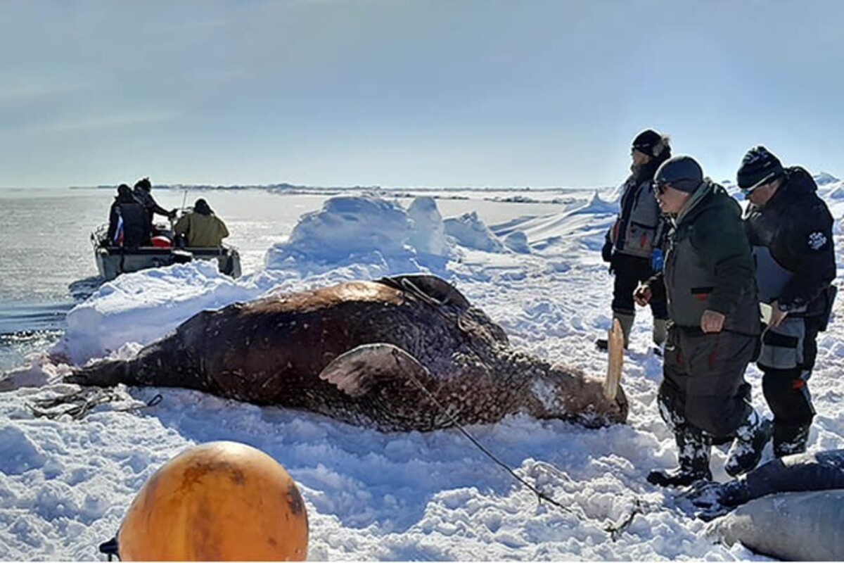 Анадырская община КМНЧ планирует начать охоту на морского зверя