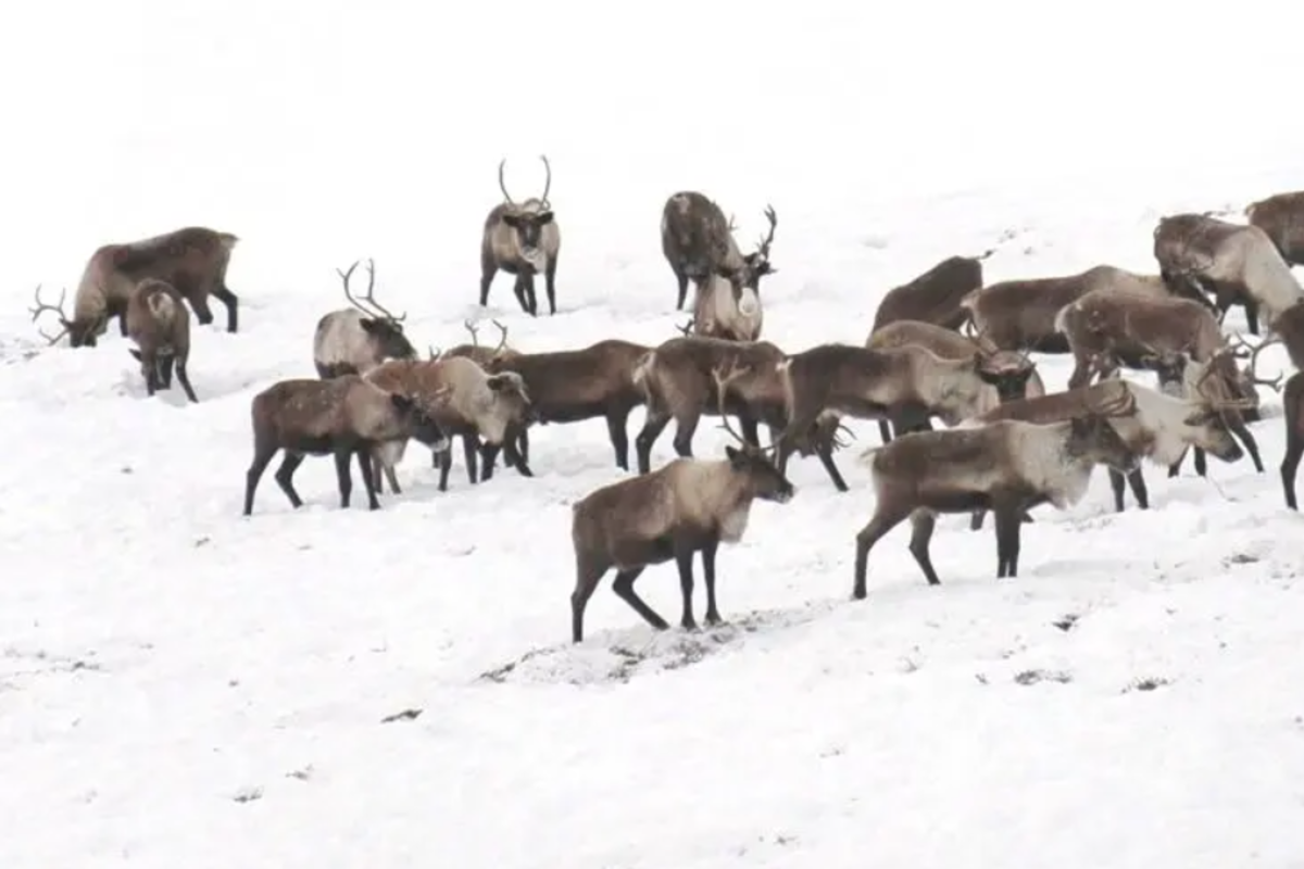На Камчатке значительно сократилось поголовье северных оленей